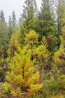 Terceira, Azores, Portugal. Lush green conifer trees. Art Print